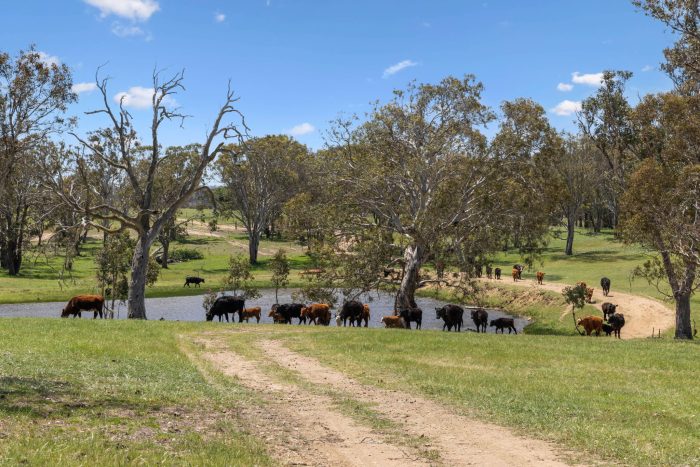 174004299__1762746450-87914-4-web-or-mls-205-Pooleys-Rd-4