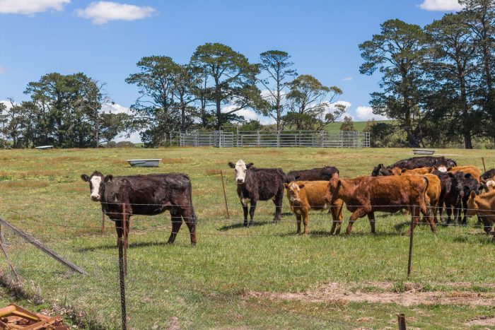 174004397__1762746470-74544-14-web-or-mls-Drone-205-Pooleys-Rd-4